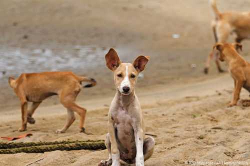 щенок был настолько голоден, что заговорил по человечески очаровательный малыш