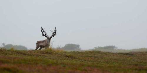 страна утренней свежести