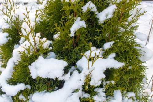 &039;узаконенные любовницы&039;: как живут женщины в кавказских семьях, где принято многоженство