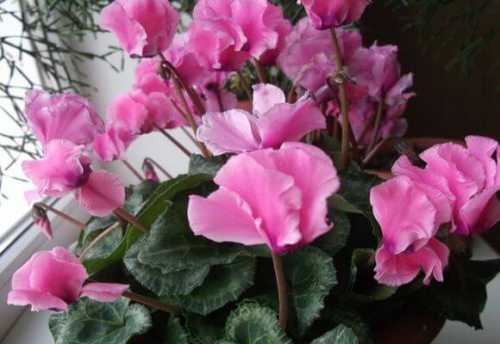 цикламен уход в домашних условиях, пересадка, размножение, полив